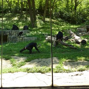 3-Acre Chimpanzee Exhibit
