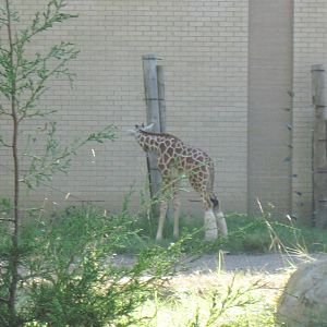 Reticulated Giraffe