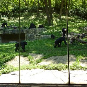 3-Acre Chimpanzee Exhibit