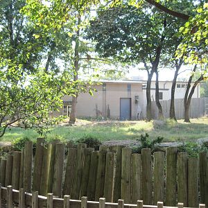 Reticulated Giraffe/African Crowned Crane Exhibit