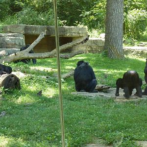 3-Acre Chimpanzee Exhibit