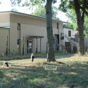 African Crowned Cranes and Reticulated Giraffes