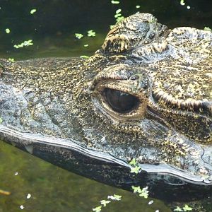 Dwarf Crocodile