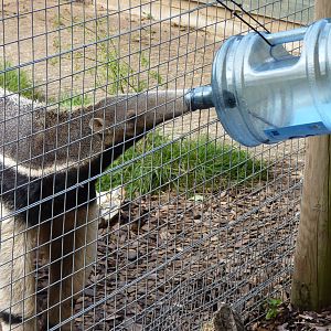 Giant Anteater Enrichment