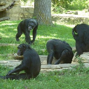 3-Acre Chimpanzee Exhibit