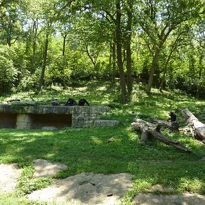 3-Acre Chimpanzee Exhibit