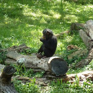 3-Acre Chimpanzee Exhibit