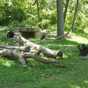 3-Acre Chimpanzee Exhibit