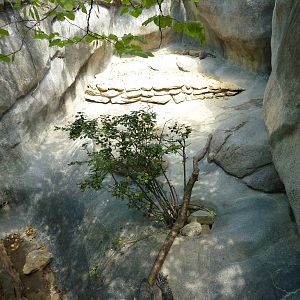 Black-Throated Monitor Exhibit