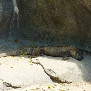 Black-Throated Monitor