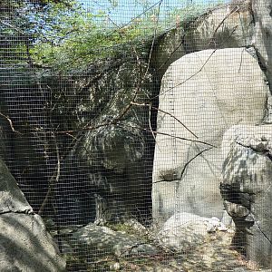 Masked Lovebird/Rock Hyrax Exhibit