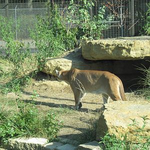 Kansas Carnivores-Mountain Lion