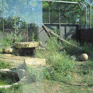 Kansas Carnivores-Mountain Lion Exhibit