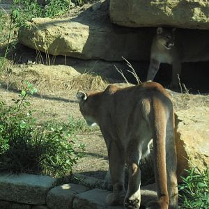 Kansas Carnivores-Mountain Lions
