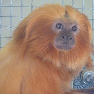 Golden Lion Tamarin