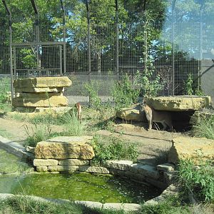 Kansas Carnivores-Mountain Lion Exhibit