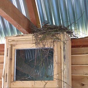Pigeon and Nest in the Gibbon Longhouse
