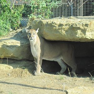 Kansas Carnivores-Mountain Lion