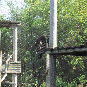 Black Bear Woods-Golden Eagles