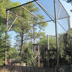 Black Bear Woods-Golden Eagle Exhibit