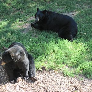 Black Bear Woods-Black Bears