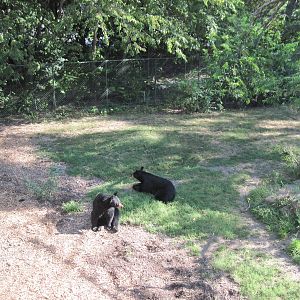 Black Bear Woods-Black Bears