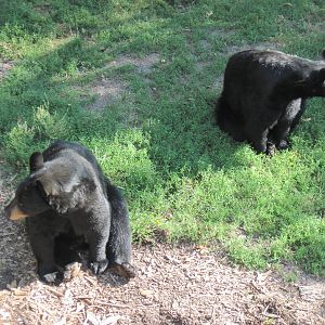 Black Bear Woods-Black Bears