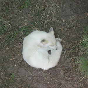 Black Bear Woods-Arctic Fox