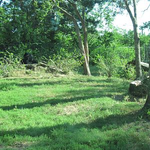 Black Bear Woods-Black Bear Exhibit