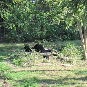 Black Bear Woods-Black Bears