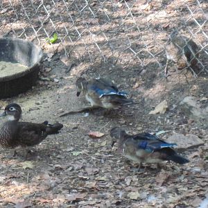 Waterfowl Pond-Mallard and Wood Ducks