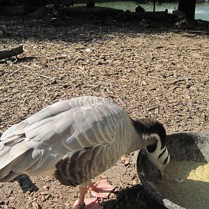 Waterfowl Pond-Bar-headed Goose