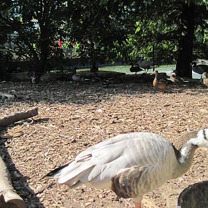 Waterfowl Pond-Bar-headed Goose