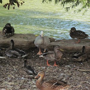 Waterfowl Pond-Bar-headed Goose and Mallard Ducks