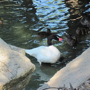 Waterfowl Pond-Black-necked Swan