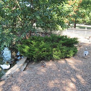 Waterfowl Pond-Black-necked Swan and Bar-headed Goose