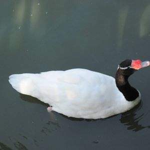 Waterfowl Pond-Black-necked Swan