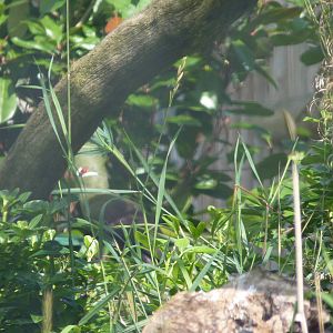Green-Crested Touraco (Not great, sorry)