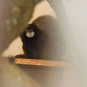 Red-Mantled Tamarin and Douroucouli in Encounter Village