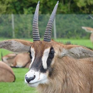 Roan Antelope