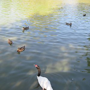 Waterfowl Pond-Black-necked Swan and Mallard Ducks
