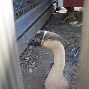 Children's Zoo-Chinese Brown Goose