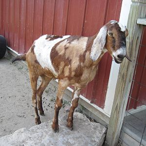 Children's Zoo-Goat