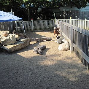 Children's Zoo-Goats