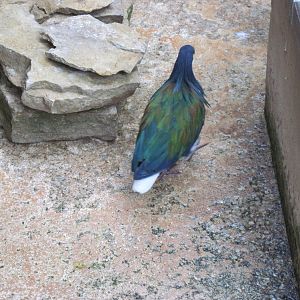 Tropical Rainforest-Nicobar Pigeon