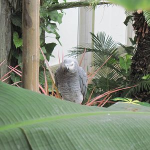 Tropical Rainforest-African Gray Parrot