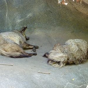 Bat-Eared Foxes