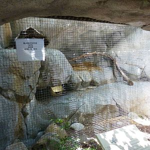 Black-Footed Cat Exhibit