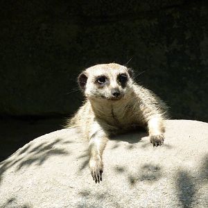 Meerkat