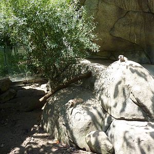 Meerkat Exhibit